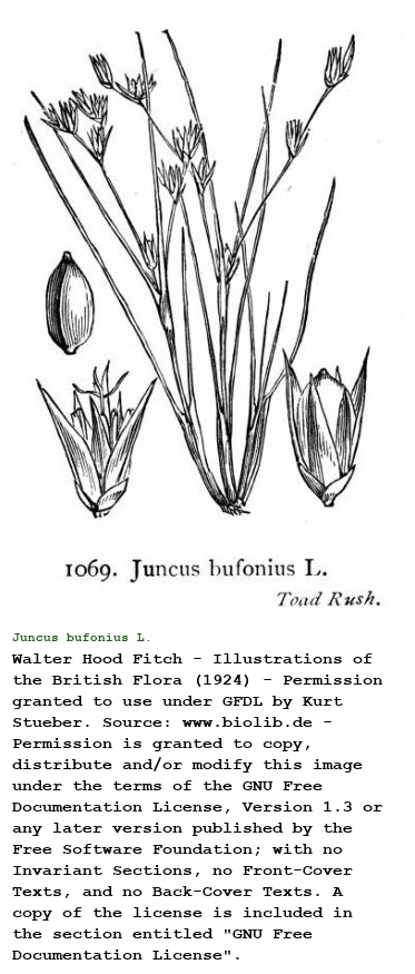 Juncus bufonius L.